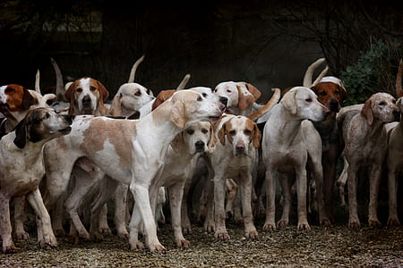 dog, herd, canine, animal, pet, hounds