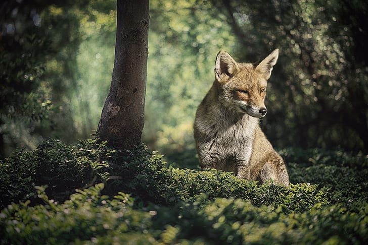 fox standing on grass field