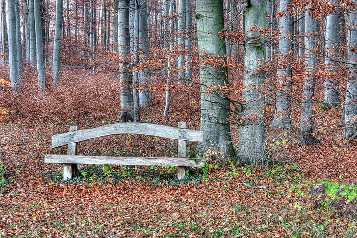 brown wooden bench near tree