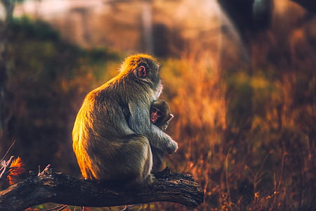 primate sitting on tree branch