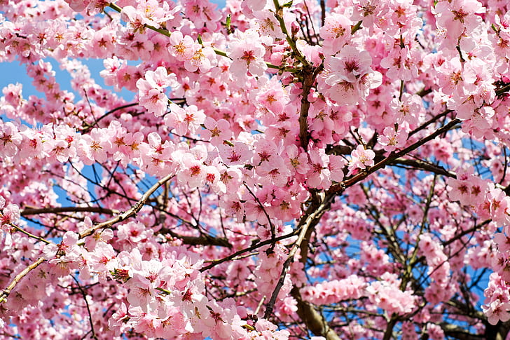 shallow focus photography of cherry blossoms tree