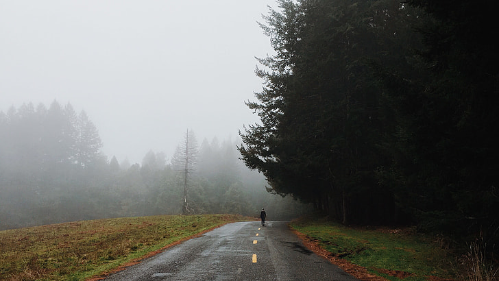 person walking on road pavement near tall pine trees during foggy weather