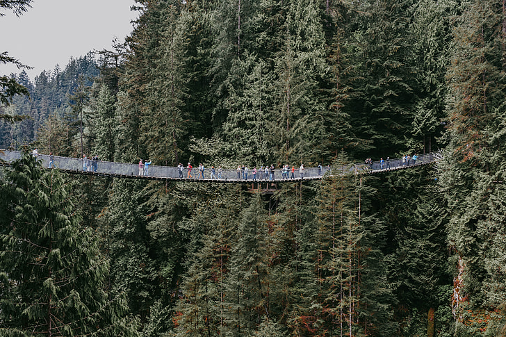 people on hanging bridge in the middle of the forest during daytime