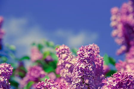 Purple Petal Flower on Tilt Shift Photo during Daytime