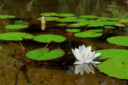 white lotus flower surrounded by water lily