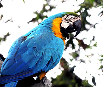 Blue and Orange Parrot on Branch