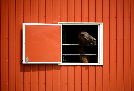 brown horse inside orange wooden container