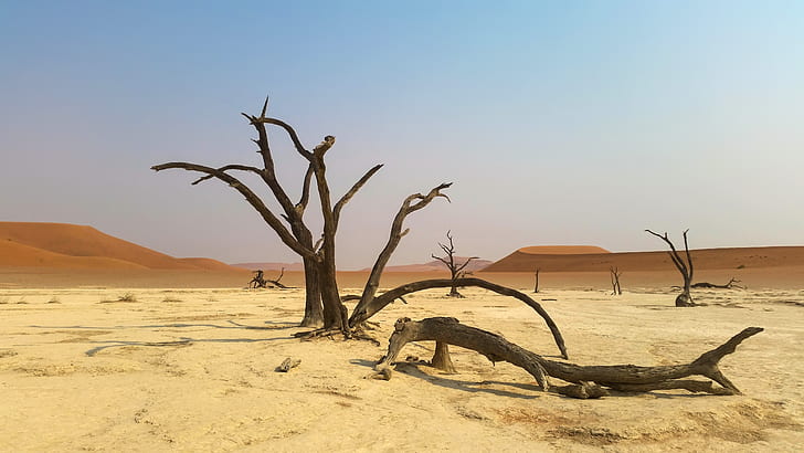photo of brown bare tree on desert during daytime