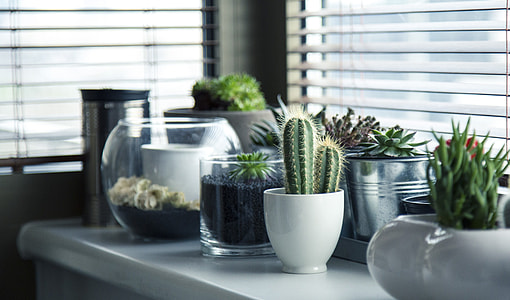 green succulent plants and cacti in pots