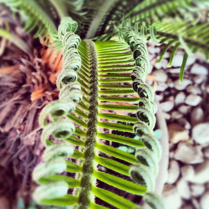 photo of green fern plant