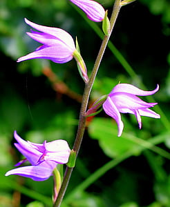 four purple flowers in tilt-shift photography