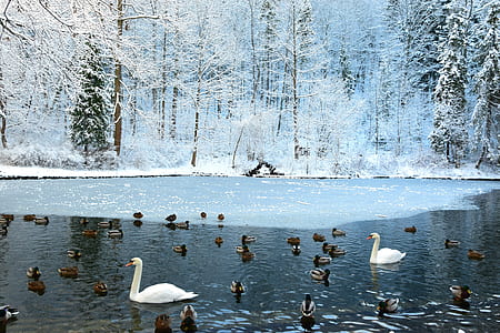 flock of duck and two swan on calm water during winter