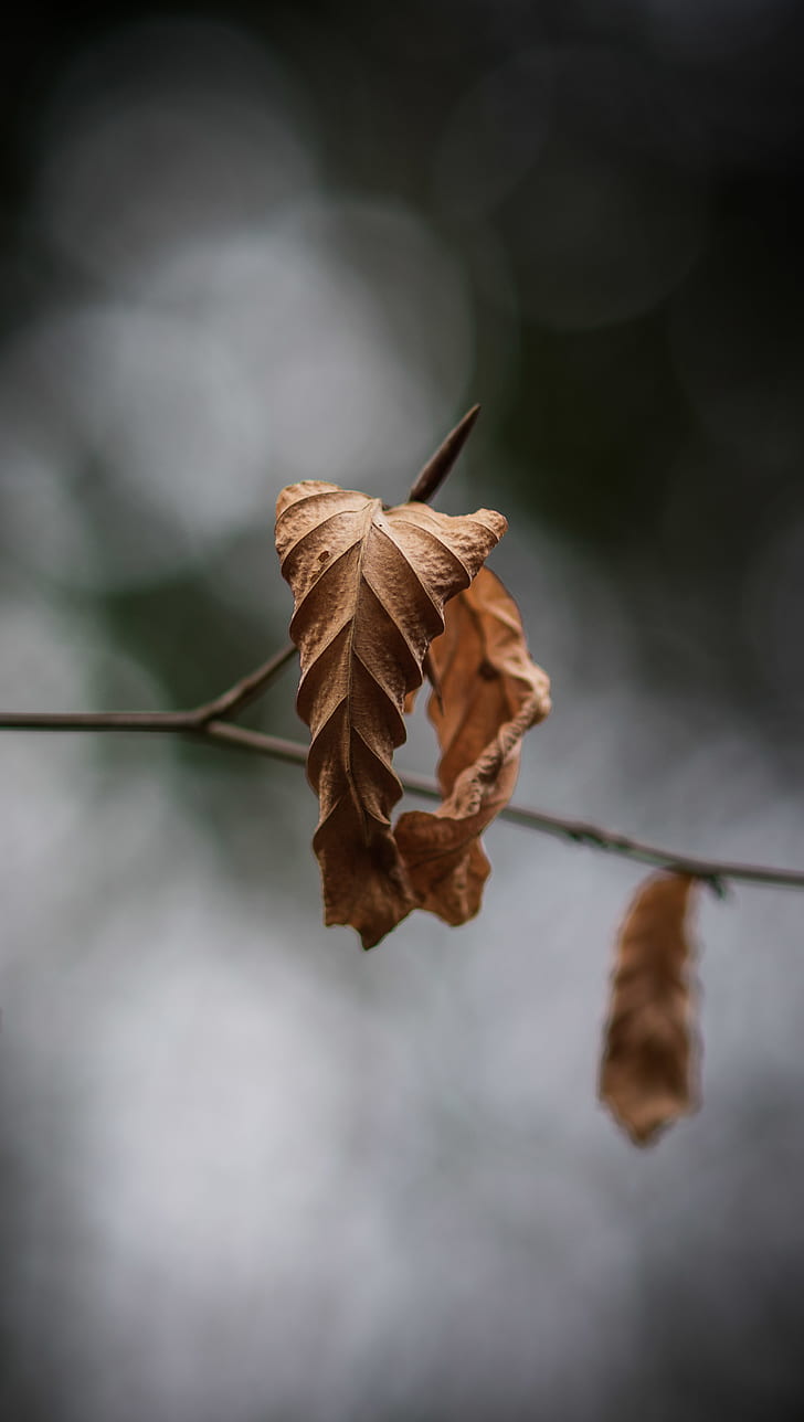 selective focus dry leaf