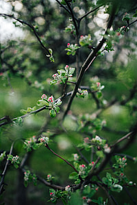 Little flowers on trees