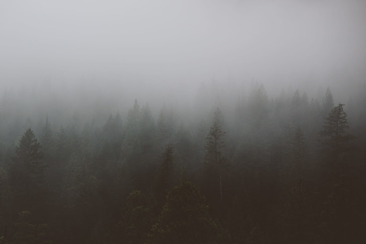 foggy forest during day time