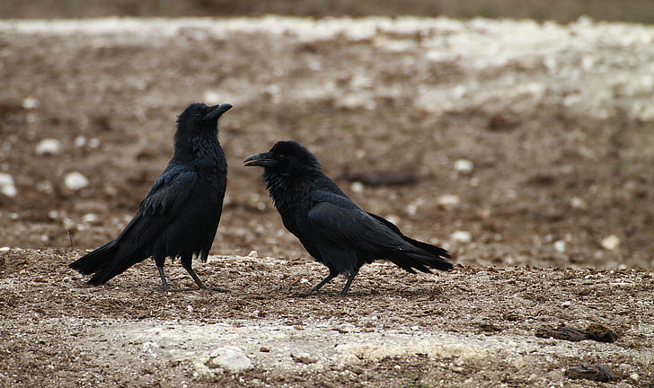 two black ravens