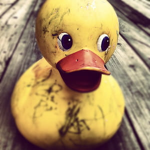 selective focus photography of yellow rubber duck on gray wooden surface