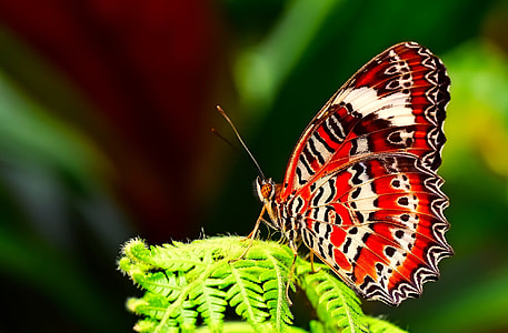 red and black butterfly perching on green leaf