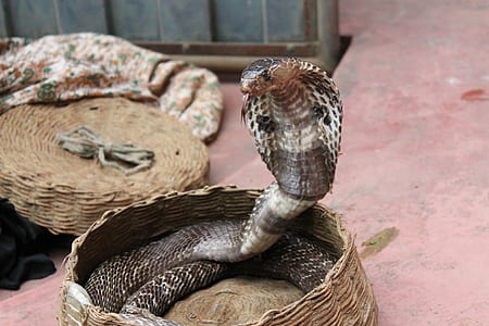 king cobra inside brown wicker basket