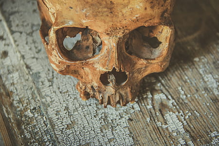 photo of brown skull table decor