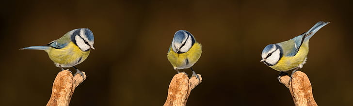 three yellow, white, and blue bird perch on branch close-up photography