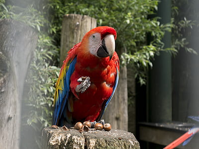 red Macaw on wood surface