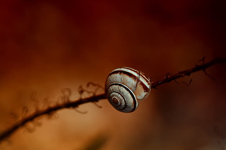 white and brown snail