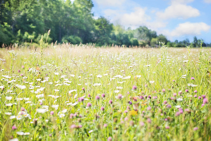 grassy field with flowers