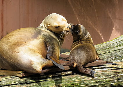 two sea lions kissing on brown platform during daytime