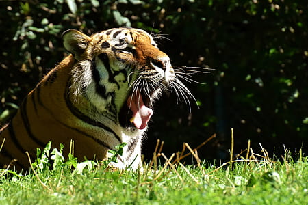 photo of yawning tiger lying on green grass