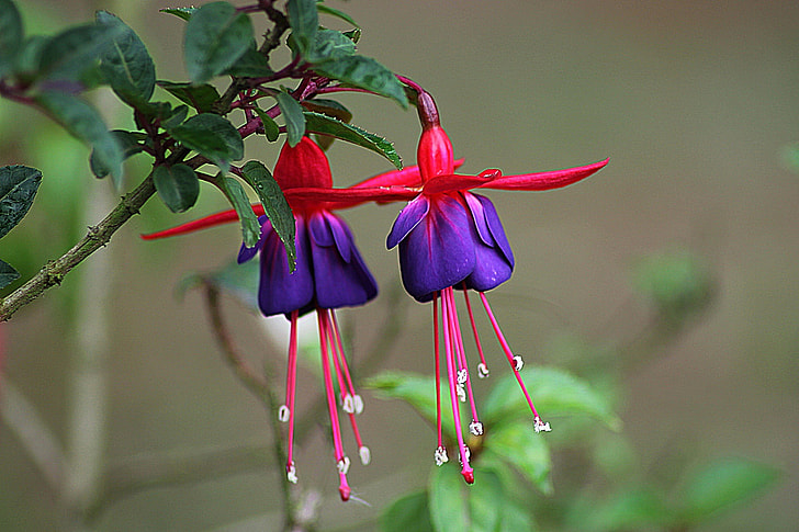 red and purple petal flowers