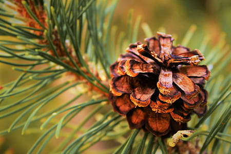 Selective Focus Photography of Conifer Cone