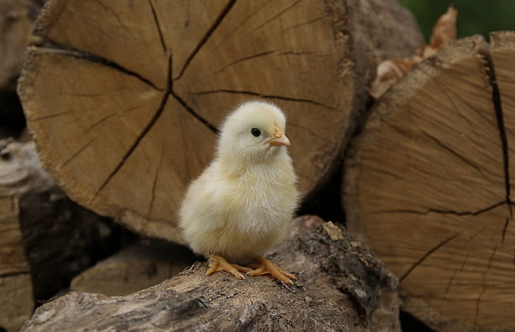 selective focus photography of yellow chick on brown wood log