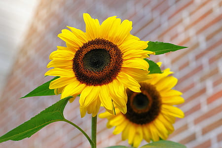two sunflower flowers