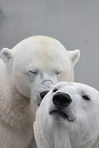 two polar bears