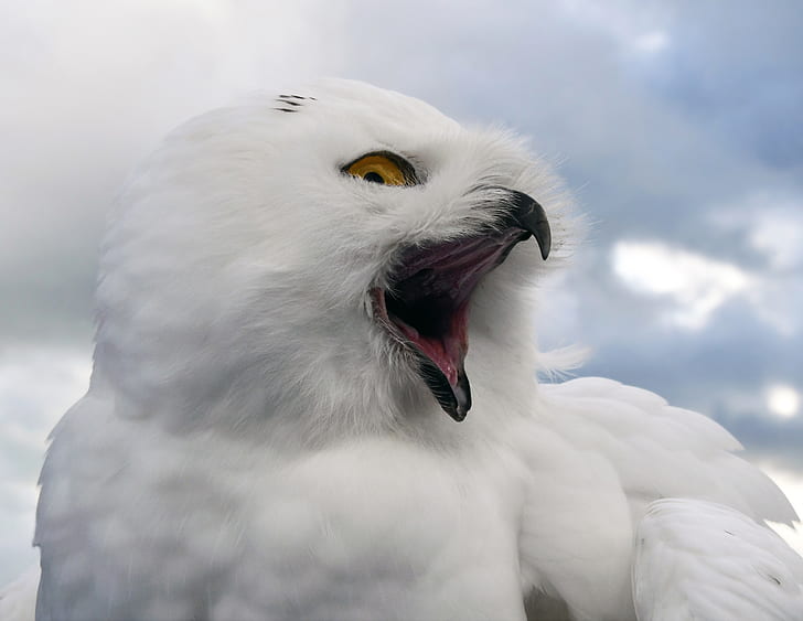 close up photo of snow owl
