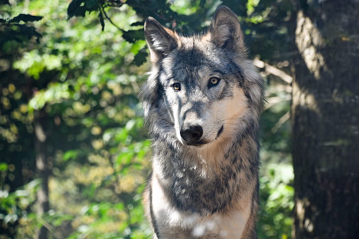 depth of field photography of black and tan wolf