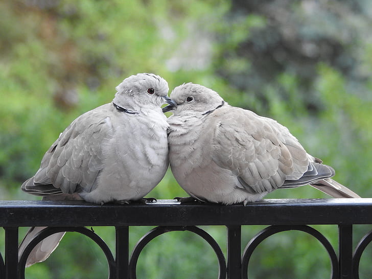 two gray short-beak birds perching on metal rail
