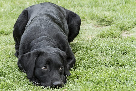 adult black Labrador retriever laying on green grass