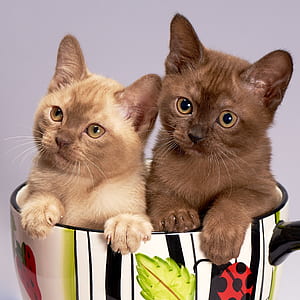 two brown kittens sitting inside on ceramic mug