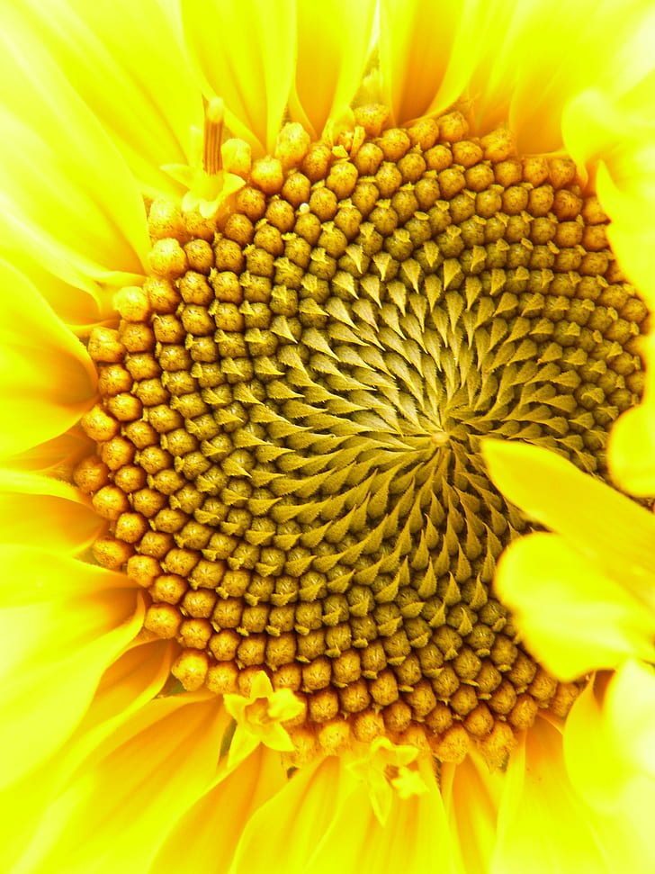 yellow sunflower close-up photography