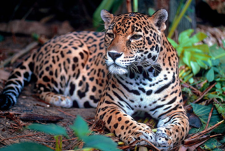 leopard sitting beside green leafy plant