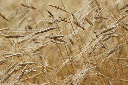 wheat field at daytime