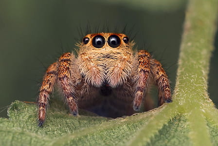close-up photo of brown jumping spider