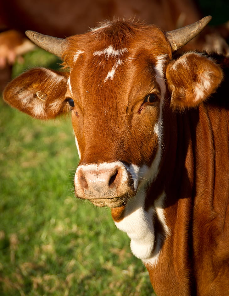 brown and white cow photography