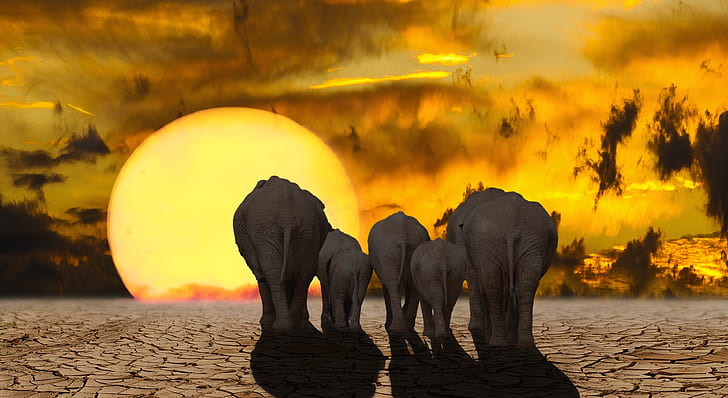 elephant illustration with sun