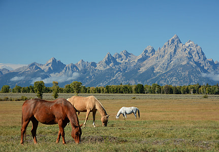 three horses eating grasses near mountain