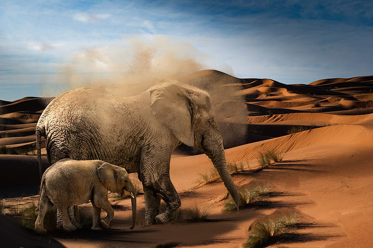two brown elephants at desert