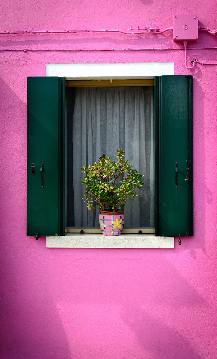 green potted plant with pink and brown plant pot on white and green window