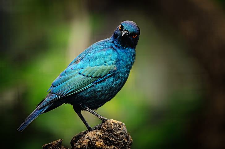 shallow focus of blue bird